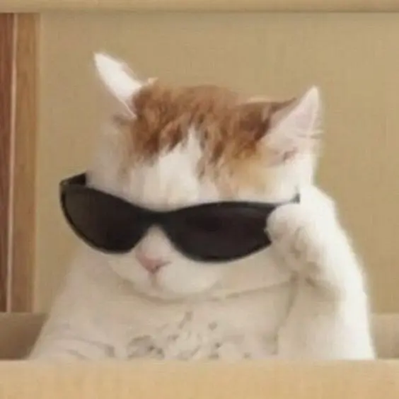 Attitude Cat Sticker