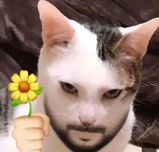 Funny cat stickers