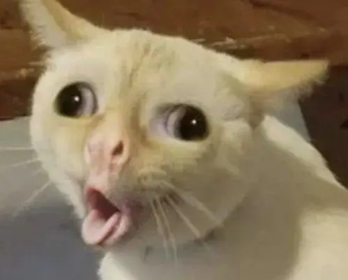 Cat Sticker
