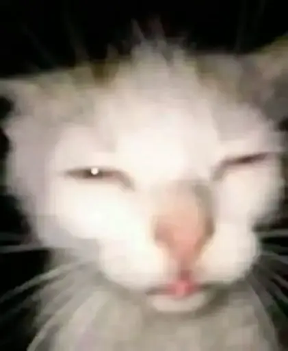 Wait a Sec Cat Sticker