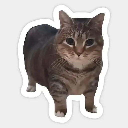Oii ii aa cat sticker